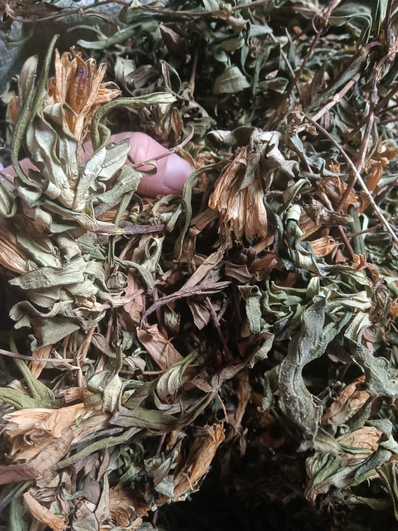 龙胆草，原生态龙胆草，它的别名又叫九头青