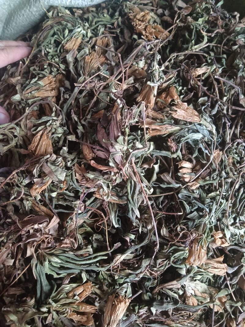 龙胆草，原生态龙胆草，它的别名又叫九头青