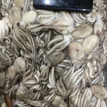 章鱼原浆章鱼八爪长腿章鱼长腿八爪鱼原浆八爪鱼