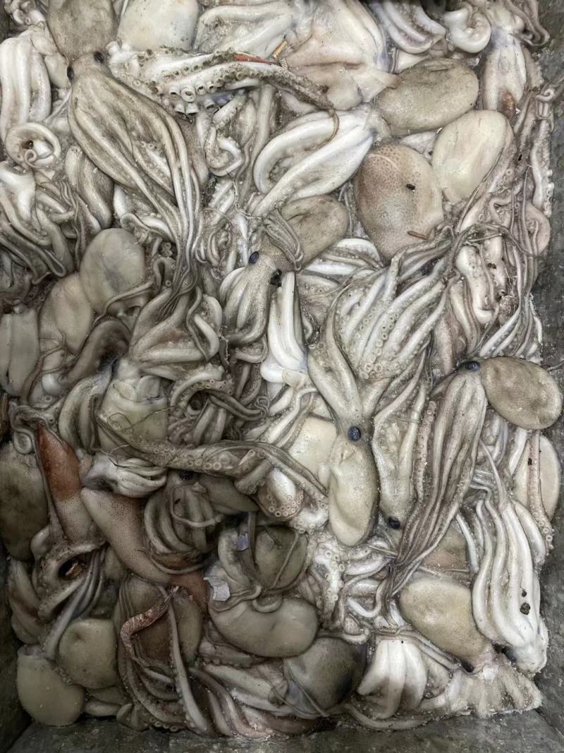 章鱼原浆章鱼八爪长腿章鱼长腿八爪鱼原浆八爪鱼