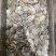 章鱼原浆章鱼八爪长腿章鱼长腿八爪鱼原浆八爪鱼