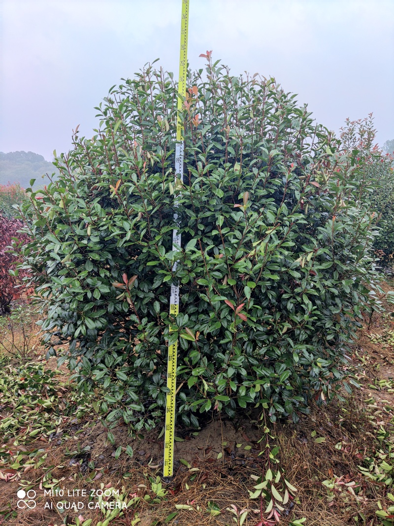 【精品】河南精红叶石楠根系发达易成活基地直发对接