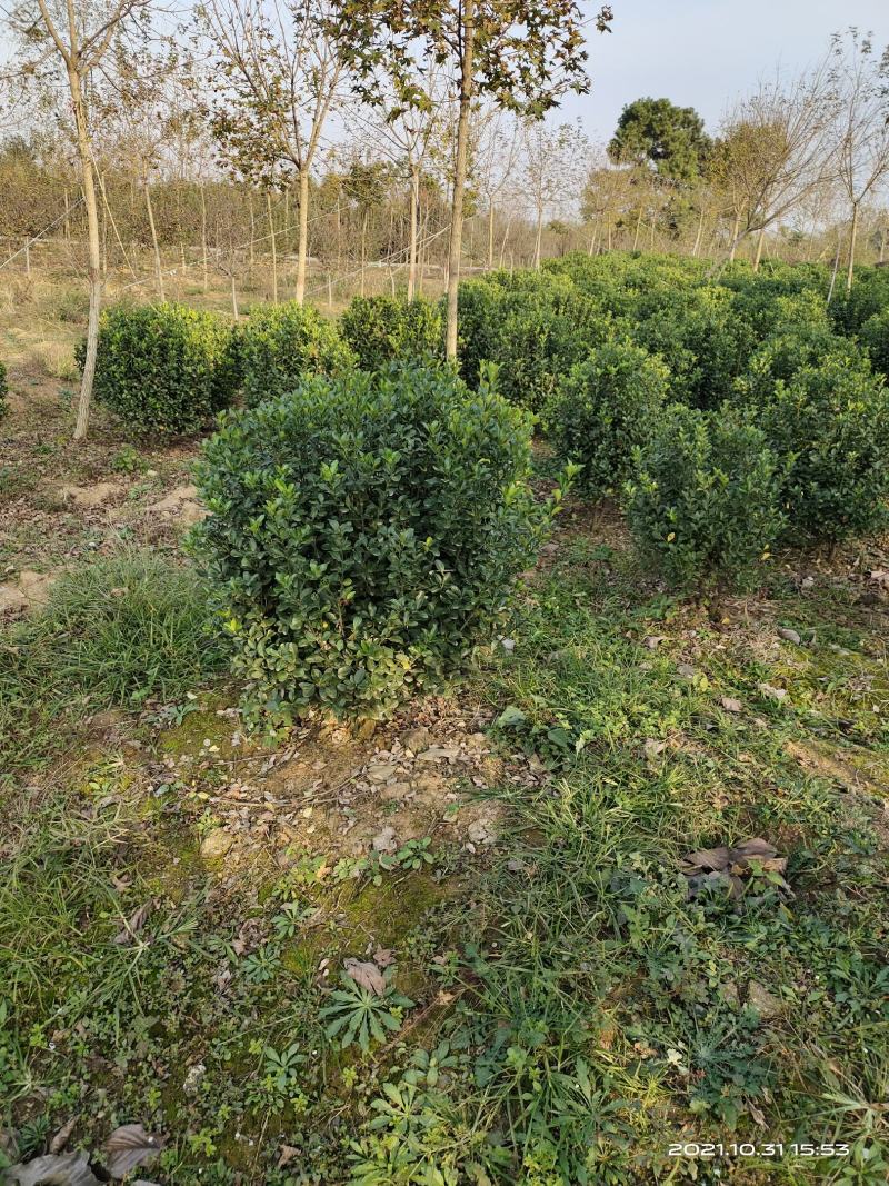 黄杨球，大叶黄杨球，大叶黄杨苗，花木之乡常年销售