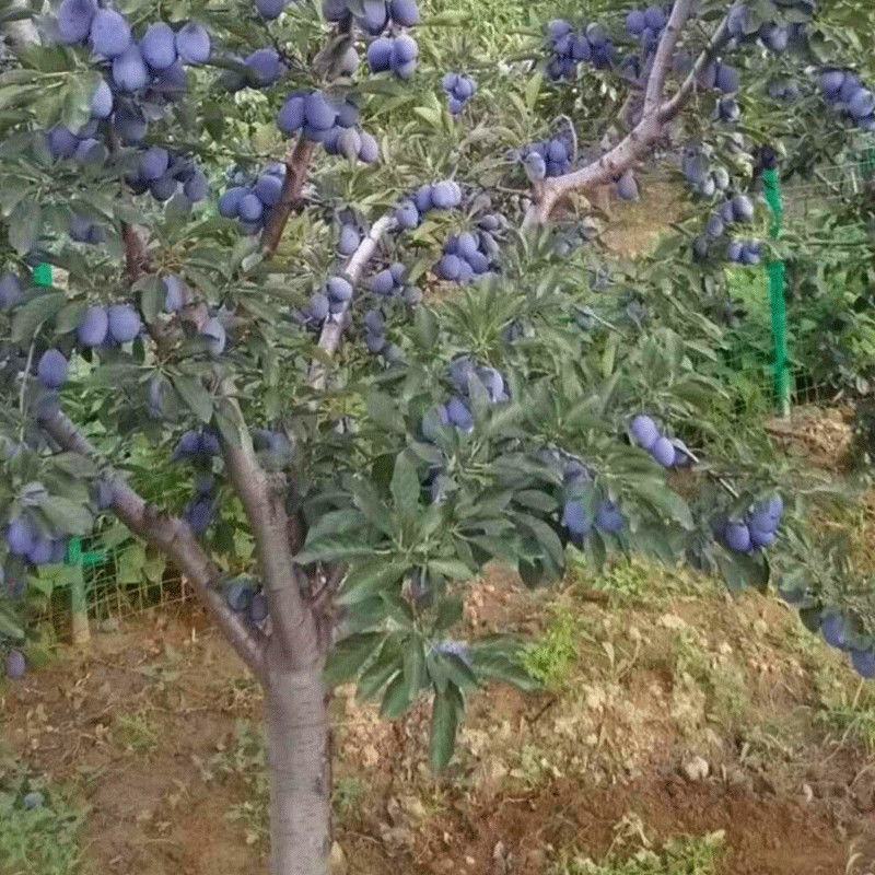新品种西梅李李子树苗，基地直销，包成活，包品种提供技术