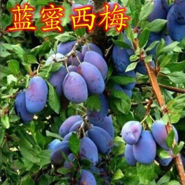 新品种西梅李李子树苗，基地直销，包成活，包品种提供技术
