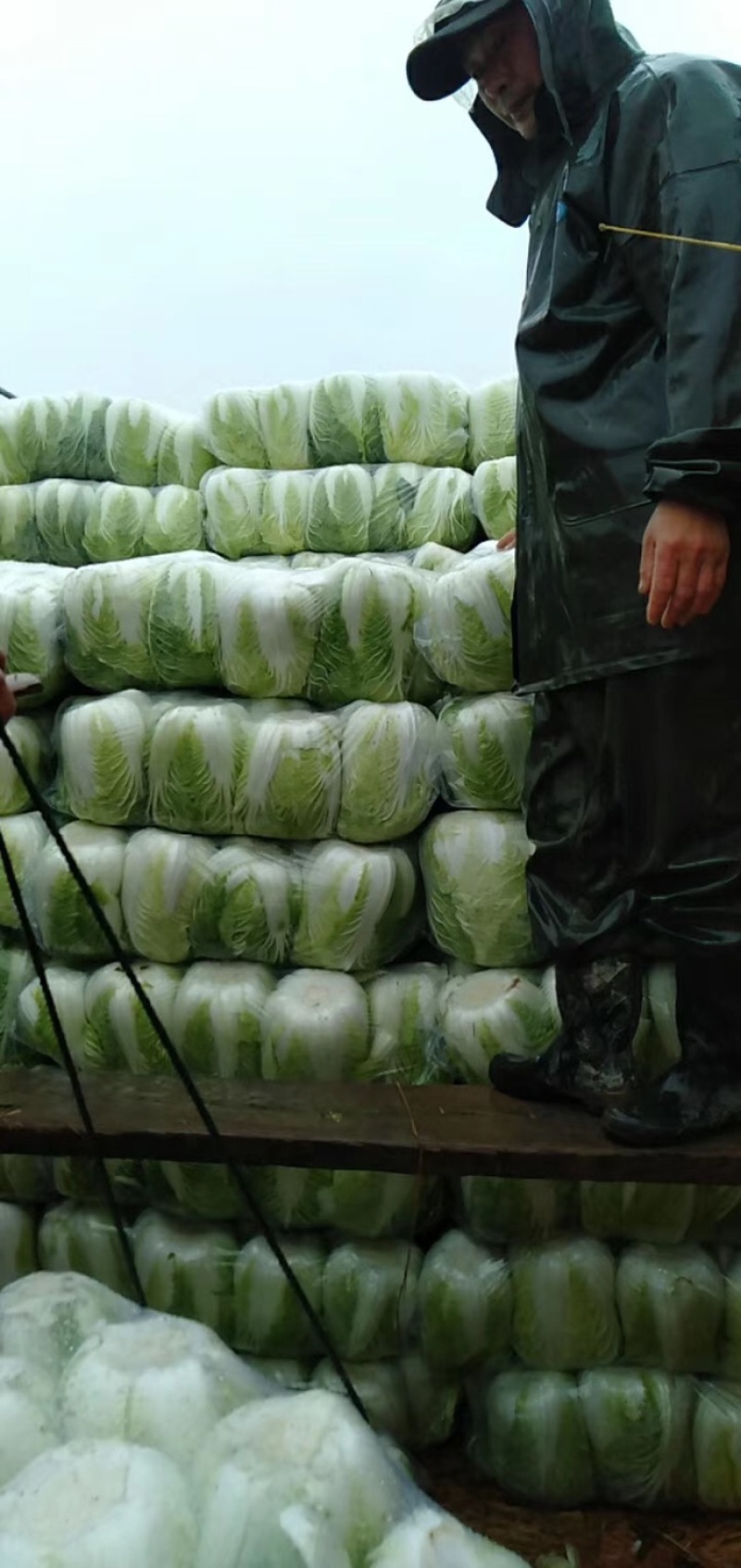 黄心白菜，青麻叶，秋绿60，天津绿火热按亩包地