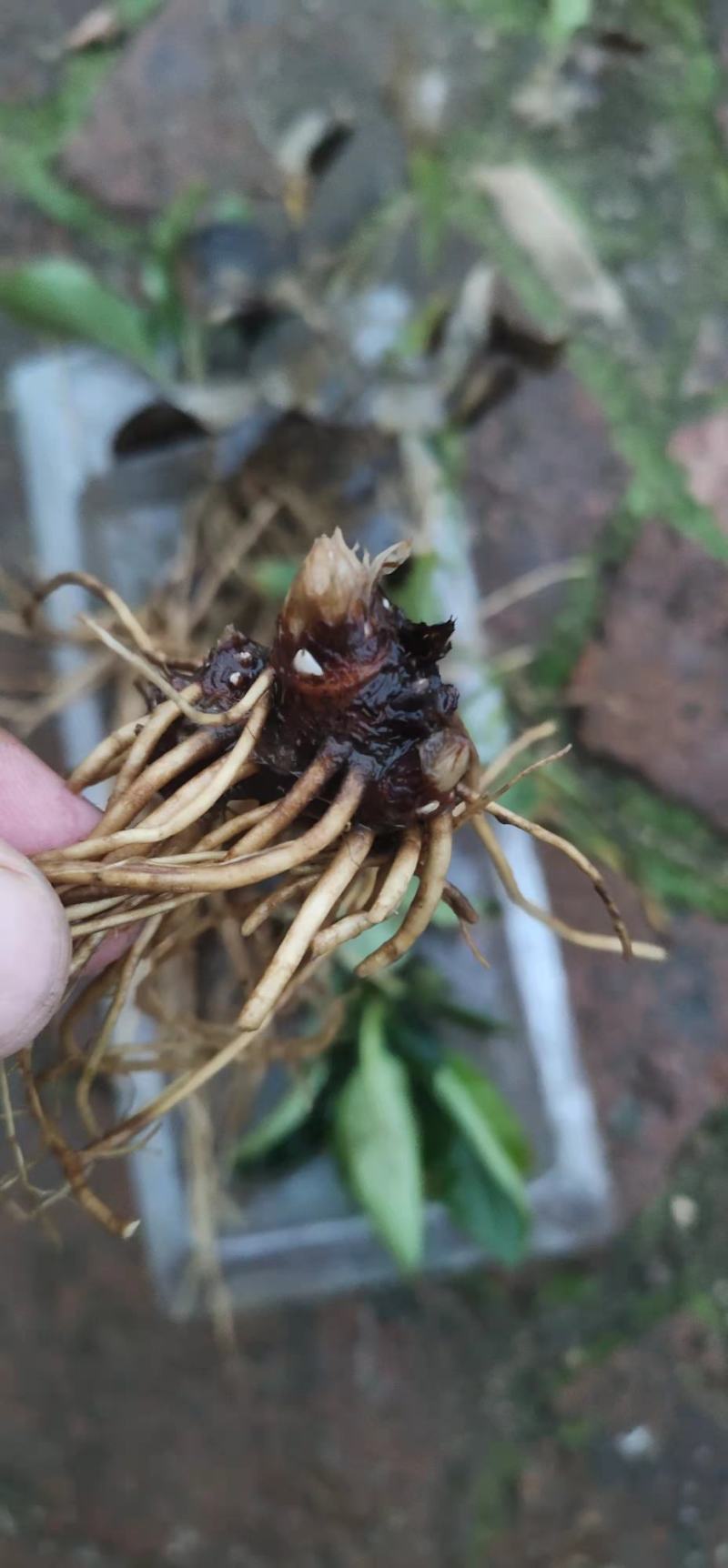 东北当地优选苍术种苗，纯度好，成活率高，产地发货，量大从优