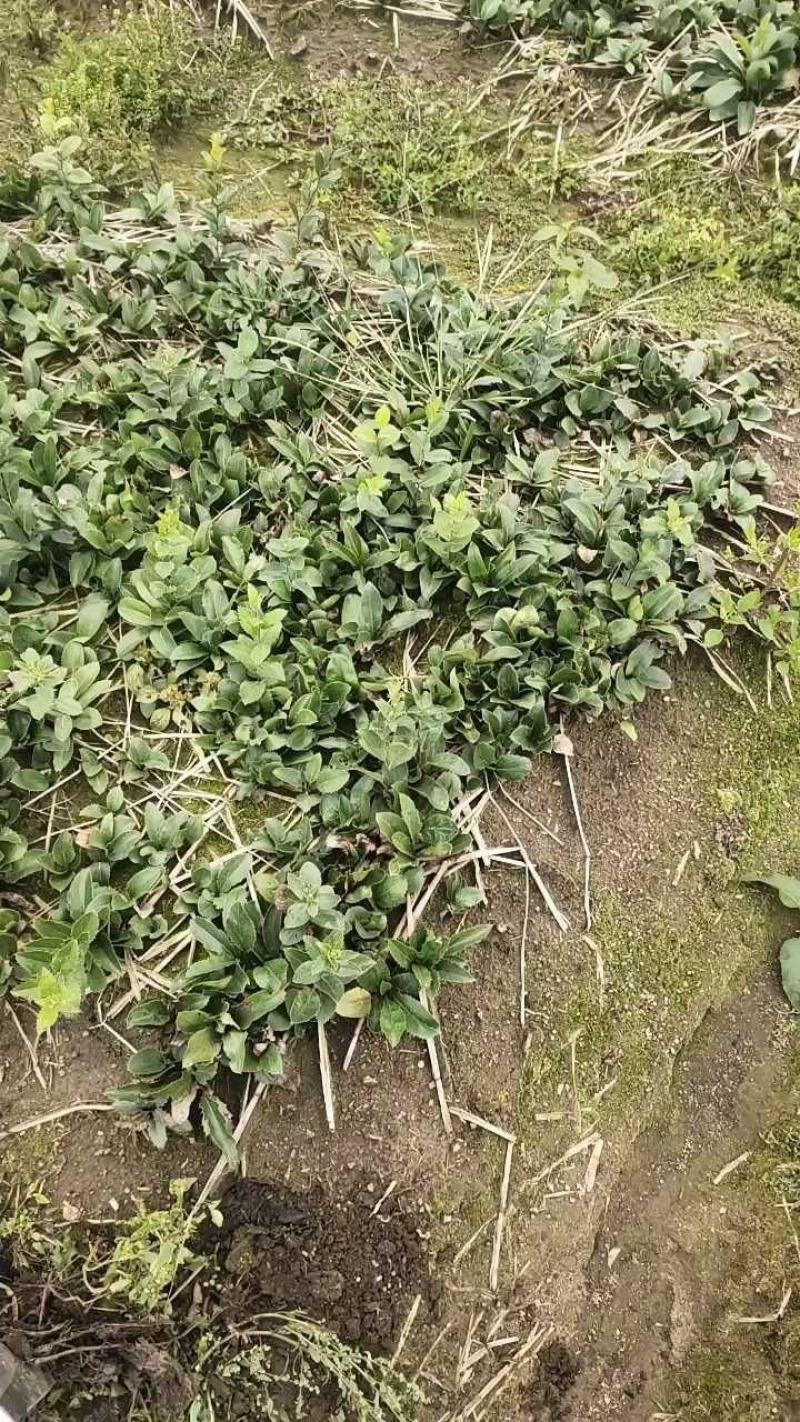 东北当地优选苍术种苗，纯度好，成活率高，产地发货，量大从优