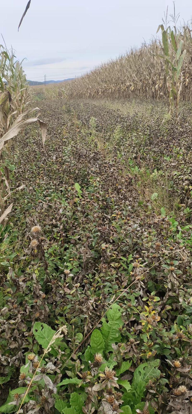 东北当地优选苍术种苗，纯度好，成活率高，产地发货，量大从优