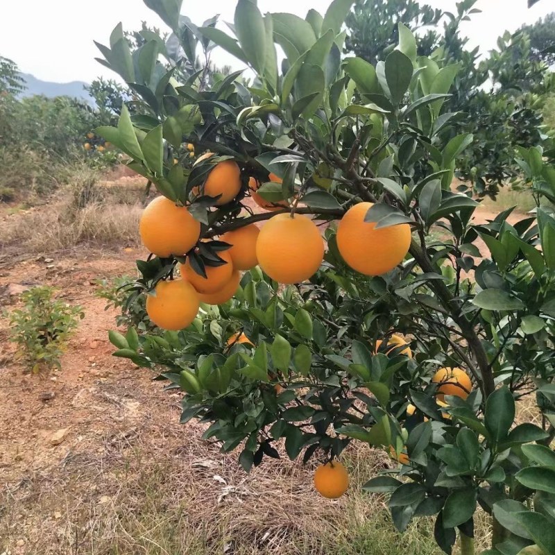 赣南脐橙礼盒装纽荷尔脐橙龙回红品种脐橙甘甜多汁20斤