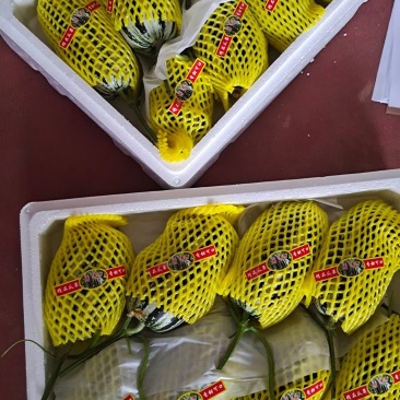 博洋9号甜瓜，产地直供，新鲜采摘，专供商超市场，电商微商