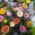 乒乓菊盆栽带花阳台庭院开花植物重瓣球形菊花苗四季好养绿植