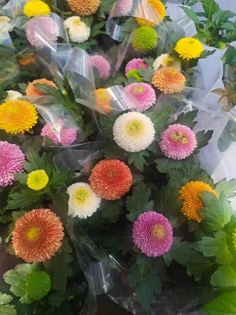 乒乓菊盆栽带花阳台庭院开花植物重瓣球形菊花苗四季好养绿植