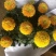 乒乓菊盆栽带花阳台庭院开花植物重瓣球形菊花苗四季好养绿植