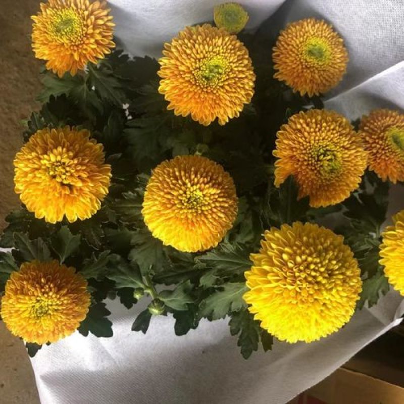 乒乓菊盆栽带花阳台庭院开花植物重瓣球形菊花苗四季好养绿植