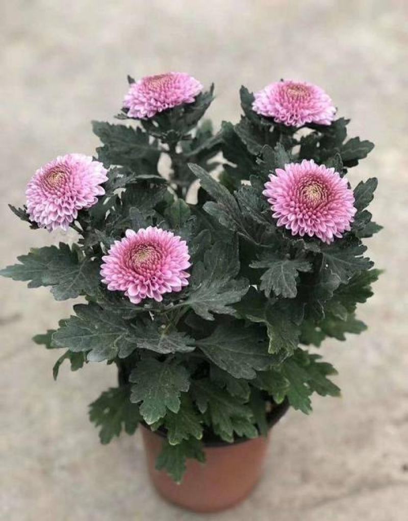 乒乓菊盆栽带花阳台庭院开花植物重瓣球形菊花苗四季好养绿植