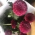乒乓菊盆栽带花阳台庭院开花植物重瓣球形菊花苗四季好养绿植