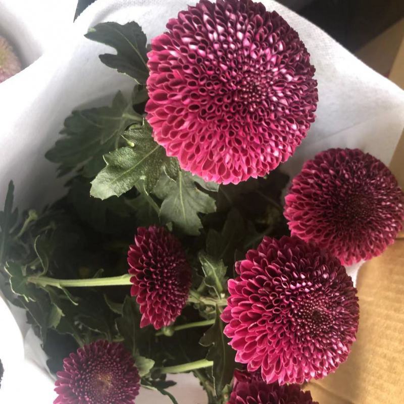 乒乓菊盆栽带花阳台庭院开花植物重瓣球形菊花苗四季好养绿植