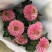 乒乓菊盆栽带花阳台庭院开花植物重瓣球形菊花苗四季好养绿植