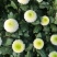 乒乓菊盆栽带花阳台庭院开花植物重瓣球形菊花苗四季好养绿植