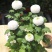 乒乓菊盆栽带花阳台庭院开花植物重瓣球形菊花苗四季好养绿植