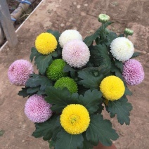 乒乓菊盆栽带花阳台庭院开花植物重瓣球形菊花苗四季好养绿植
