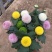 乒乓菊盆栽带花阳台庭院开花植物重瓣球形菊花苗四季好养绿植