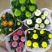 乒乓菊盆栽带花阳台庭院开花植物重瓣球形菊花苗四季好养绿植
