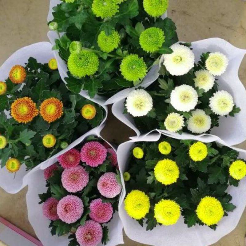 乒乓菊盆栽带花阳台庭院开花植物重瓣球形菊花苗四季好养绿植