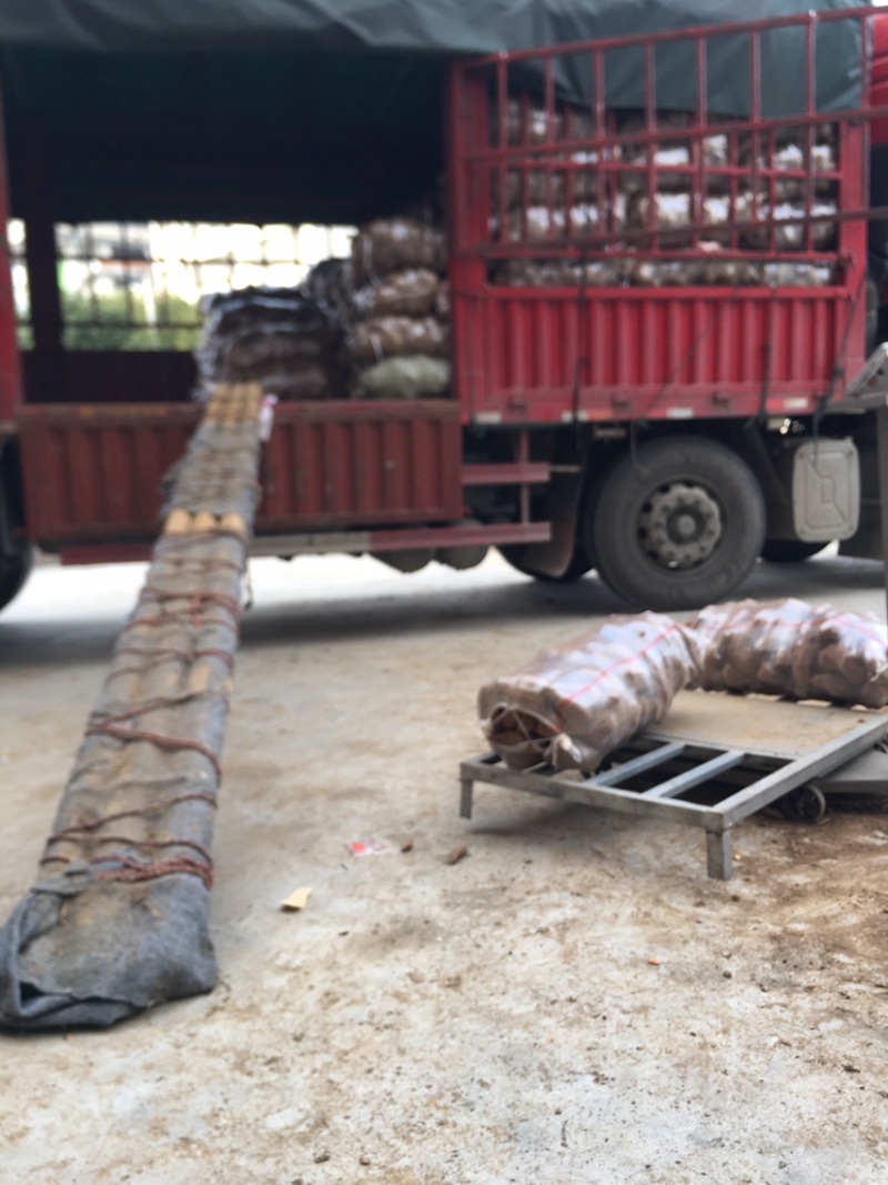 湖北省西瓜红龙九济26红薯大量上市量大丛优欢迎咨询选