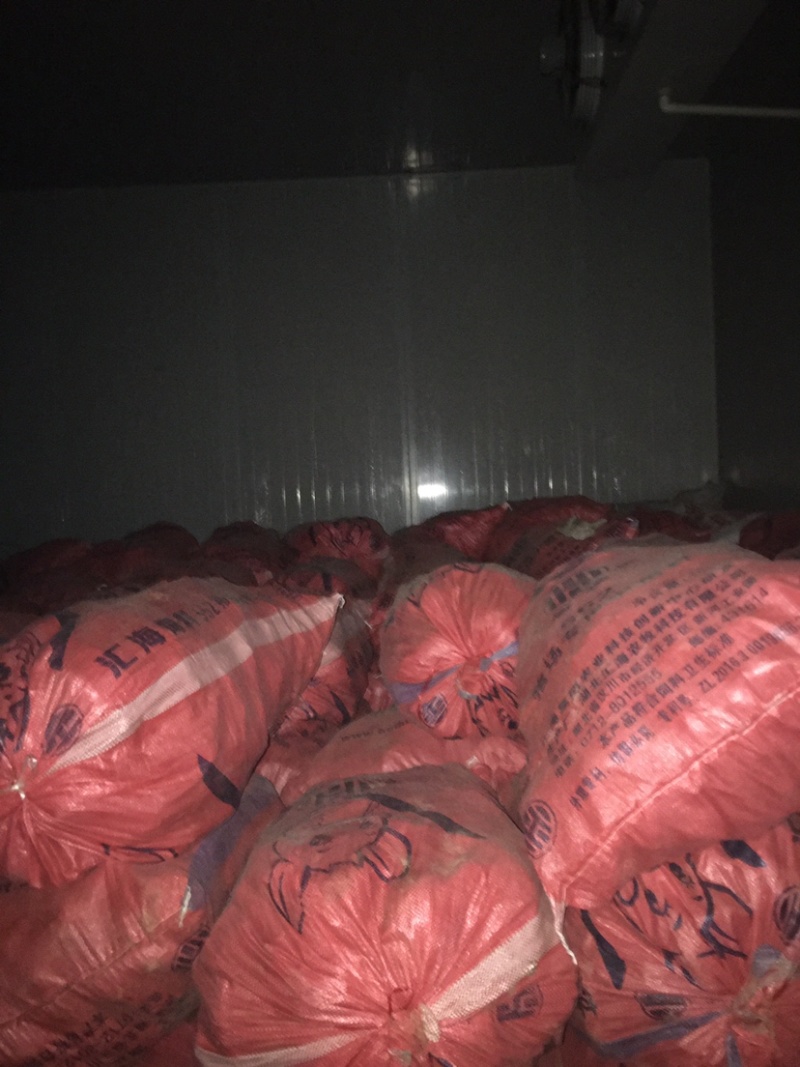 湖北省西瓜红龙九济26红薯大量上市量大丛优欢迎咨询选