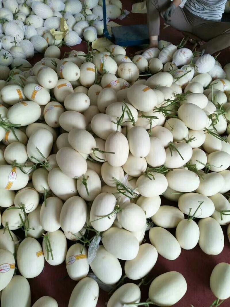 玉菇甜瓜，产地直供，新鲜采摘，