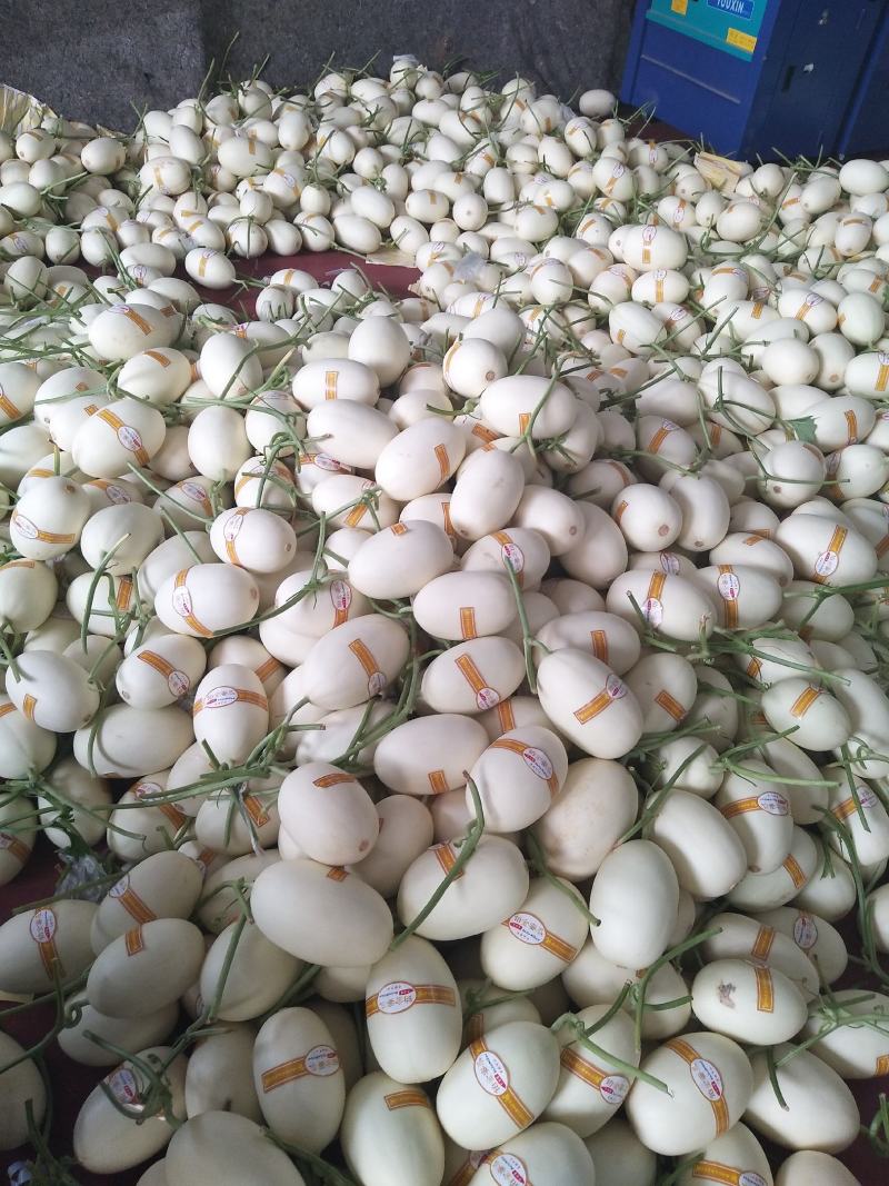 玉菇甜瓜，产地直供，新鲜采摘，