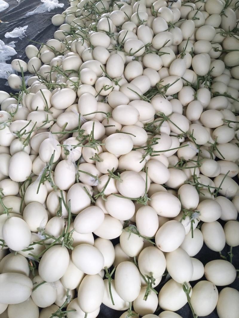 玉菇甜瓜，产地直供，新鲜采摘，