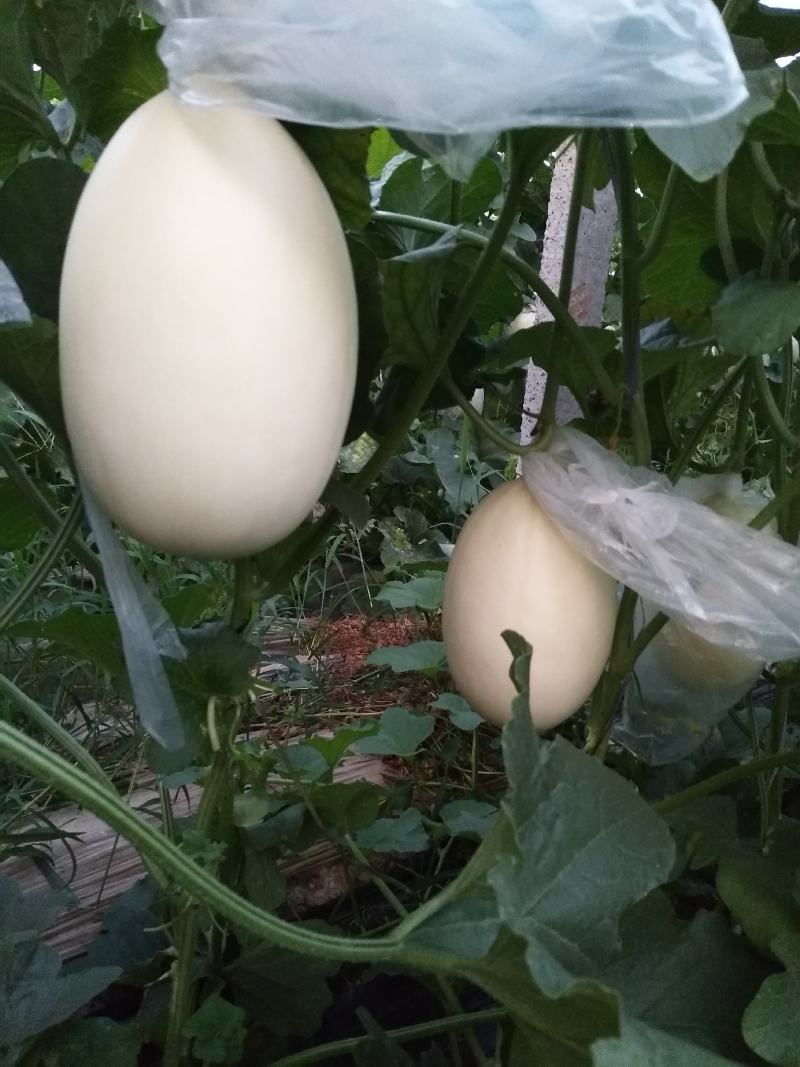玉菇甜瓜，产地直供，新鲜采摘，