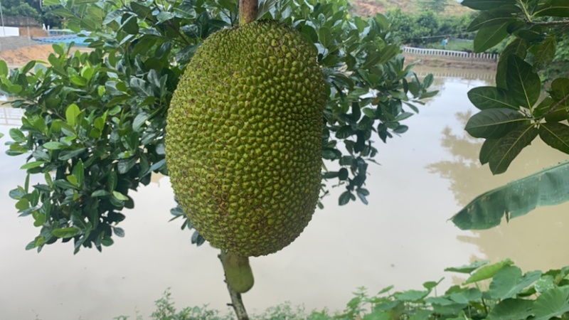海南8号红肉菠萝蜜