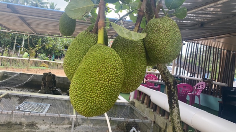 海南8号红肉菠萝蜜