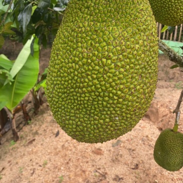 海南8号红肉菠萝蜜
