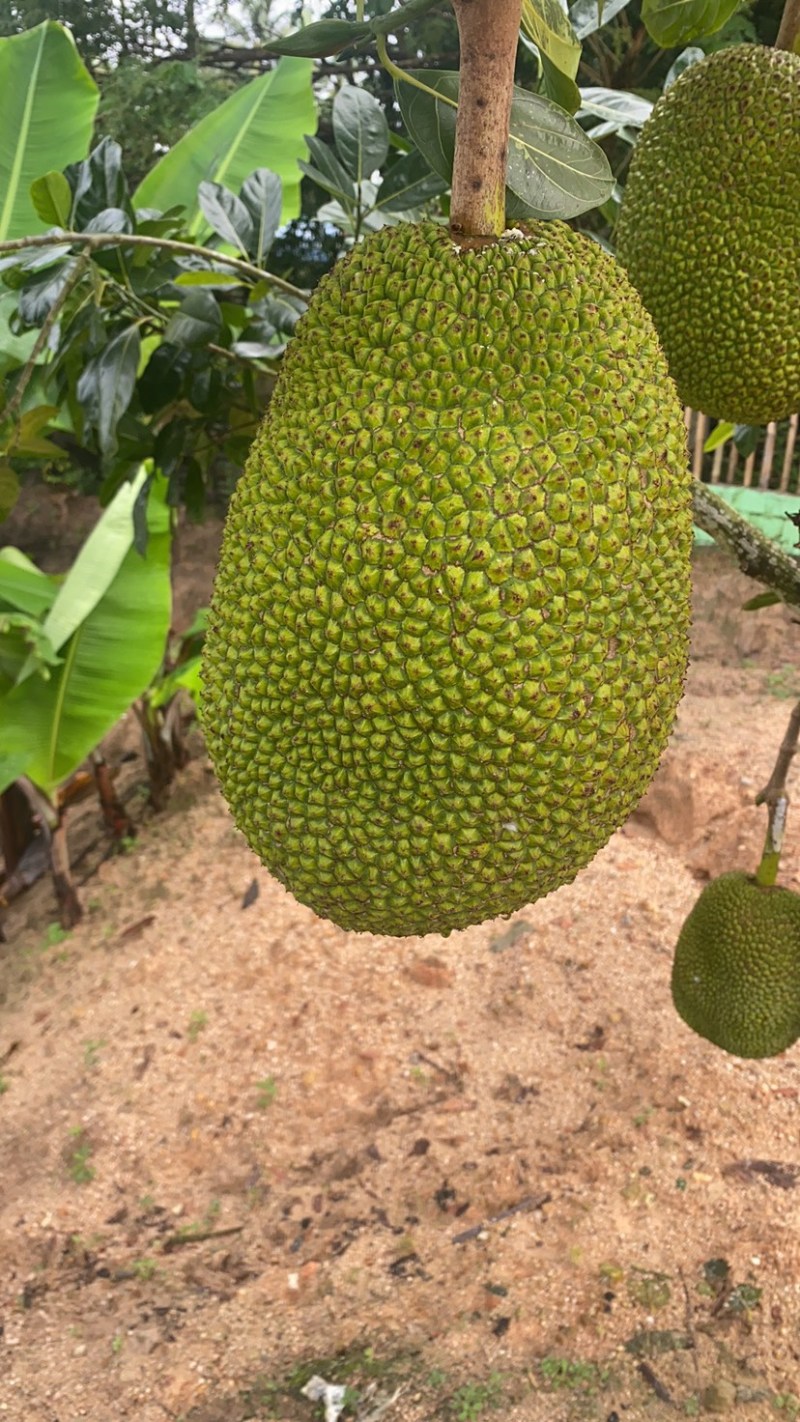 海南8号红肉菠萝蜜