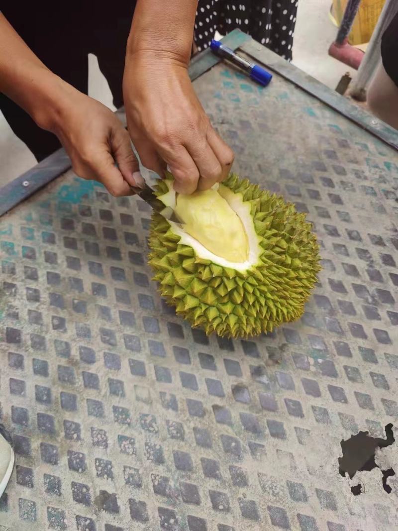 泰国金枕榴莲产地直供批发