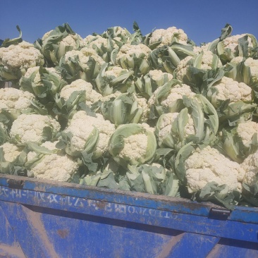 陕西精品散花，产地直供，全国发货量大从优欢迎采购
