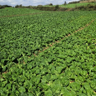 露天高山娃娃菜黄心菜现采现发货源充足质量保证