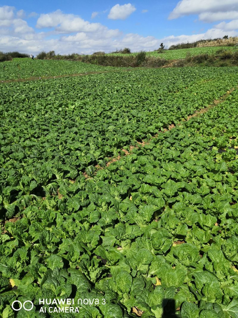 露天高山娃娃菜黄心菜现采现发货源充足质量保证