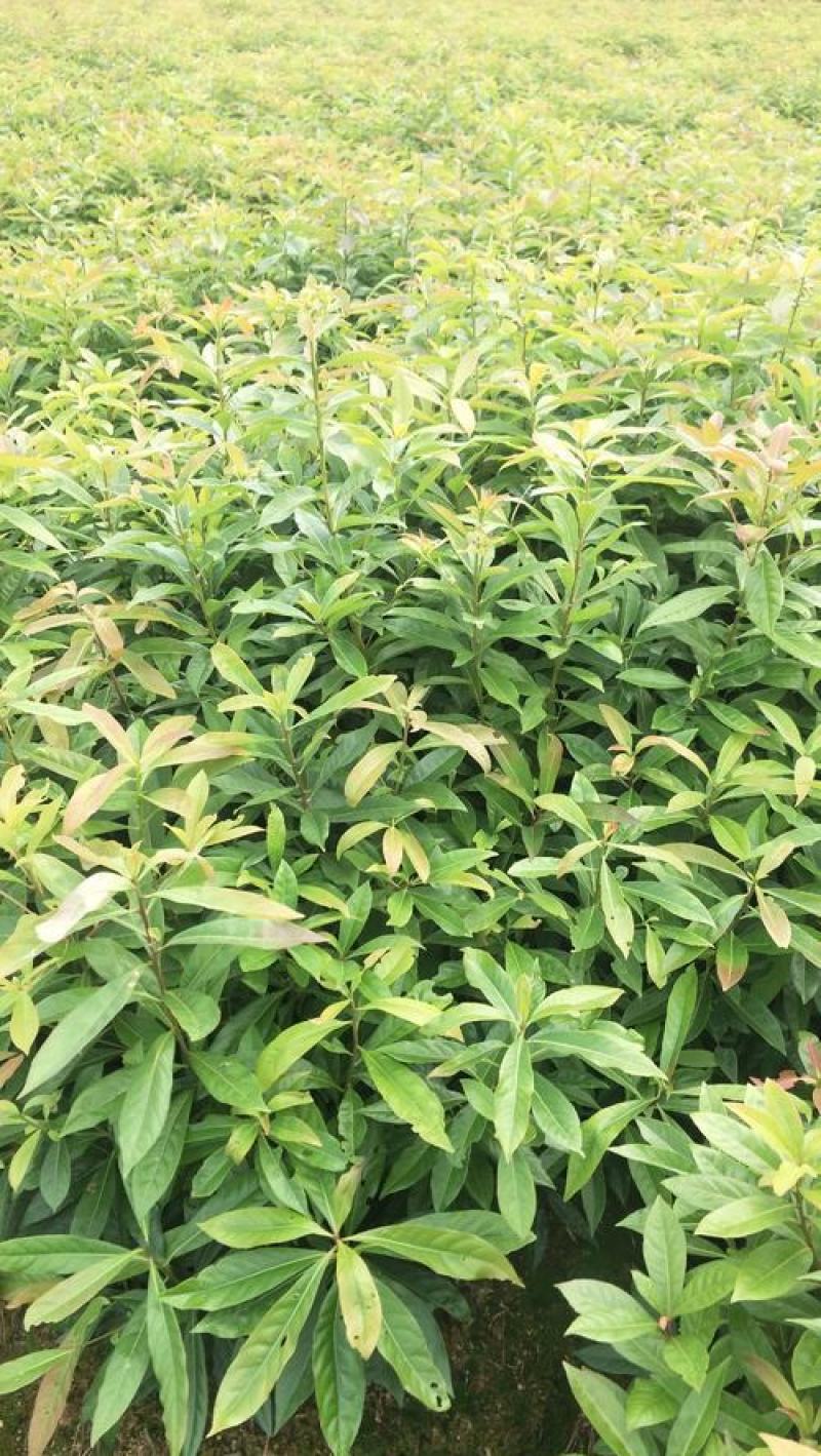 新采木荷种子木荷树种荷木荷树种子花木种子林木种子