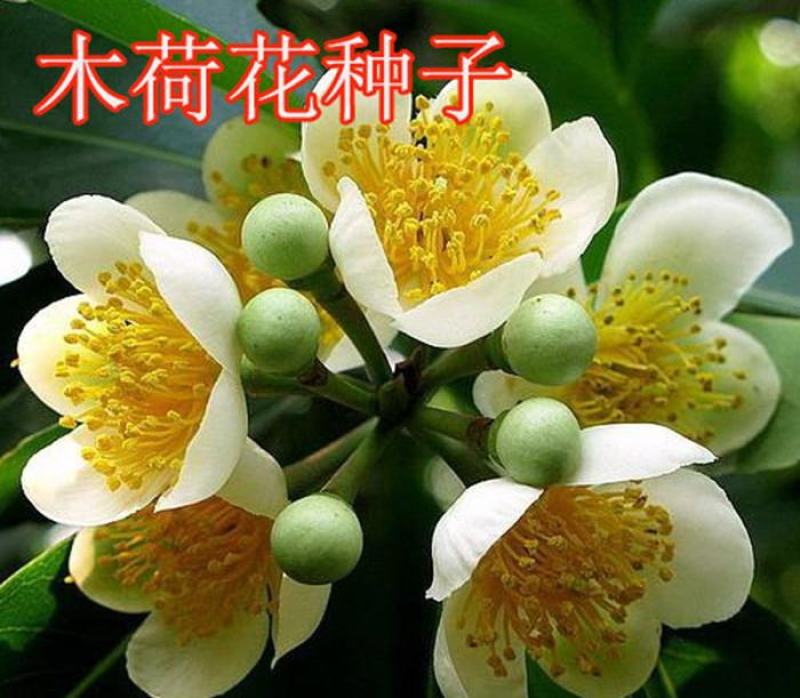 新采木荷种子木荷树种荷木荷树种子花木种子林木种子