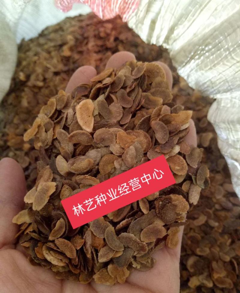 新采木荷种子木荷树种荷木荷树种子花木种子林木种子