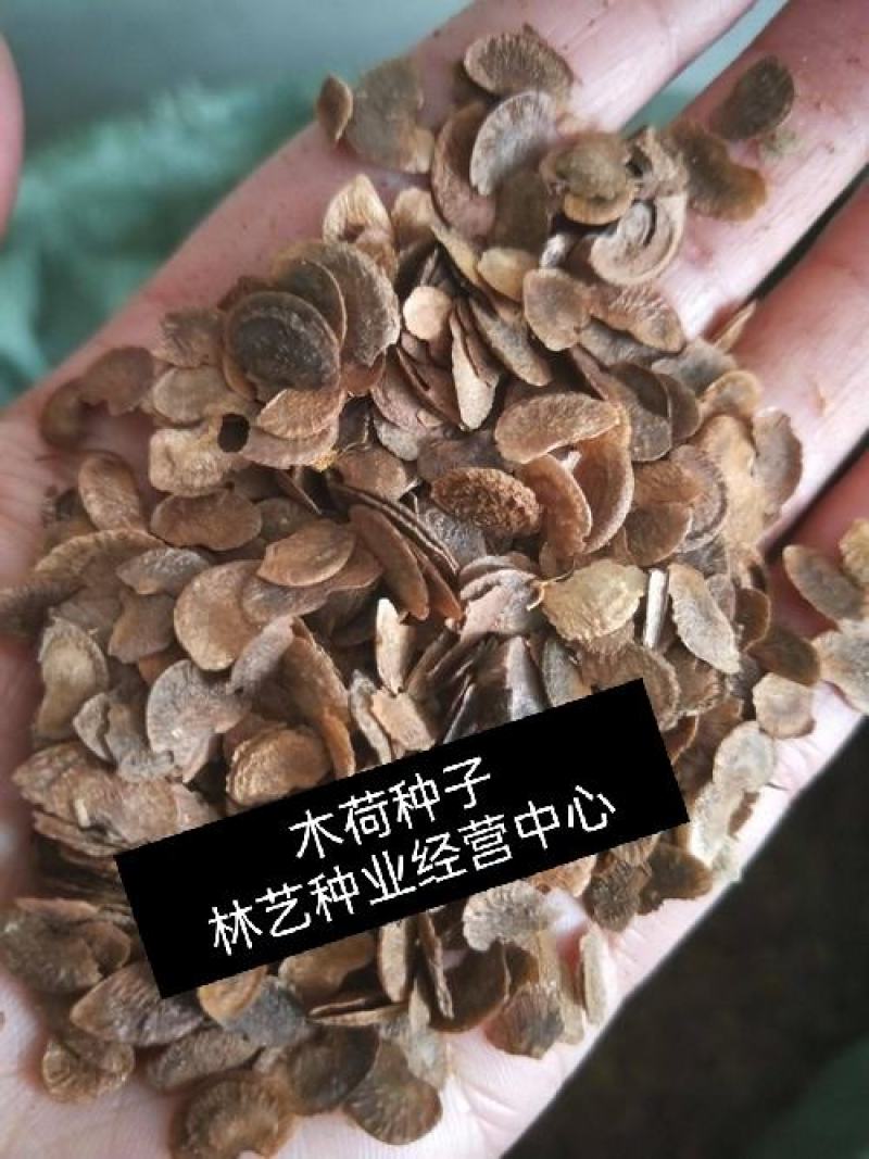新采木荷种子木荷树种荷木荷树种子花木种子林木种子