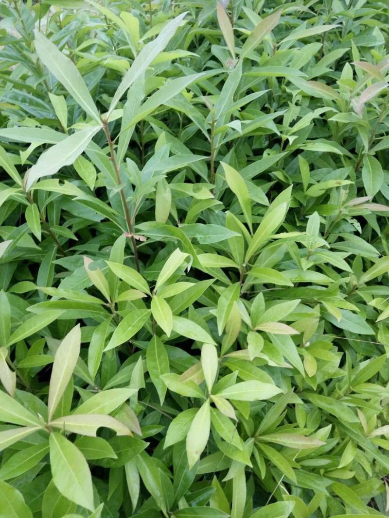 新采木荷种子木荷树种荷木荷树种子花木种子林木种子