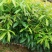 新采木荷种子木荷树种荷木荷树种子花木种子林木种子