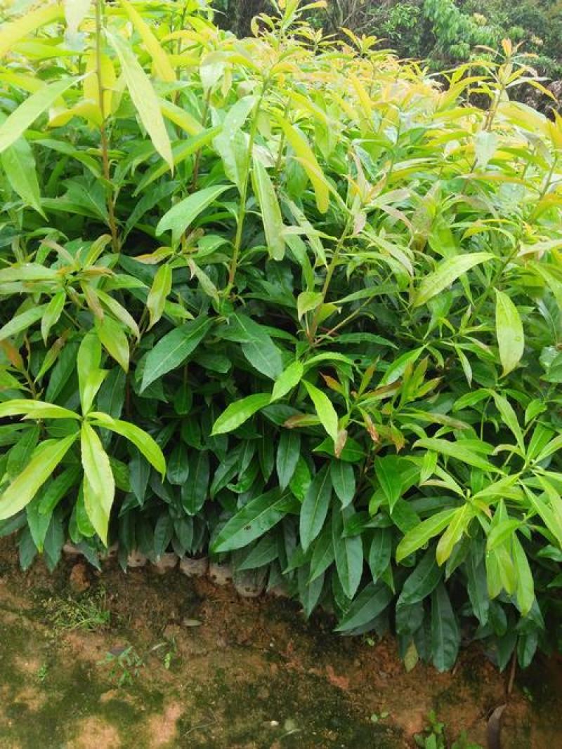 新采木荷种子木荷树种荷木荷树种子花木种子林木种子